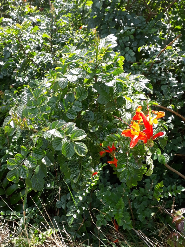 Cape honeysuckle (Tecomaria capensis)