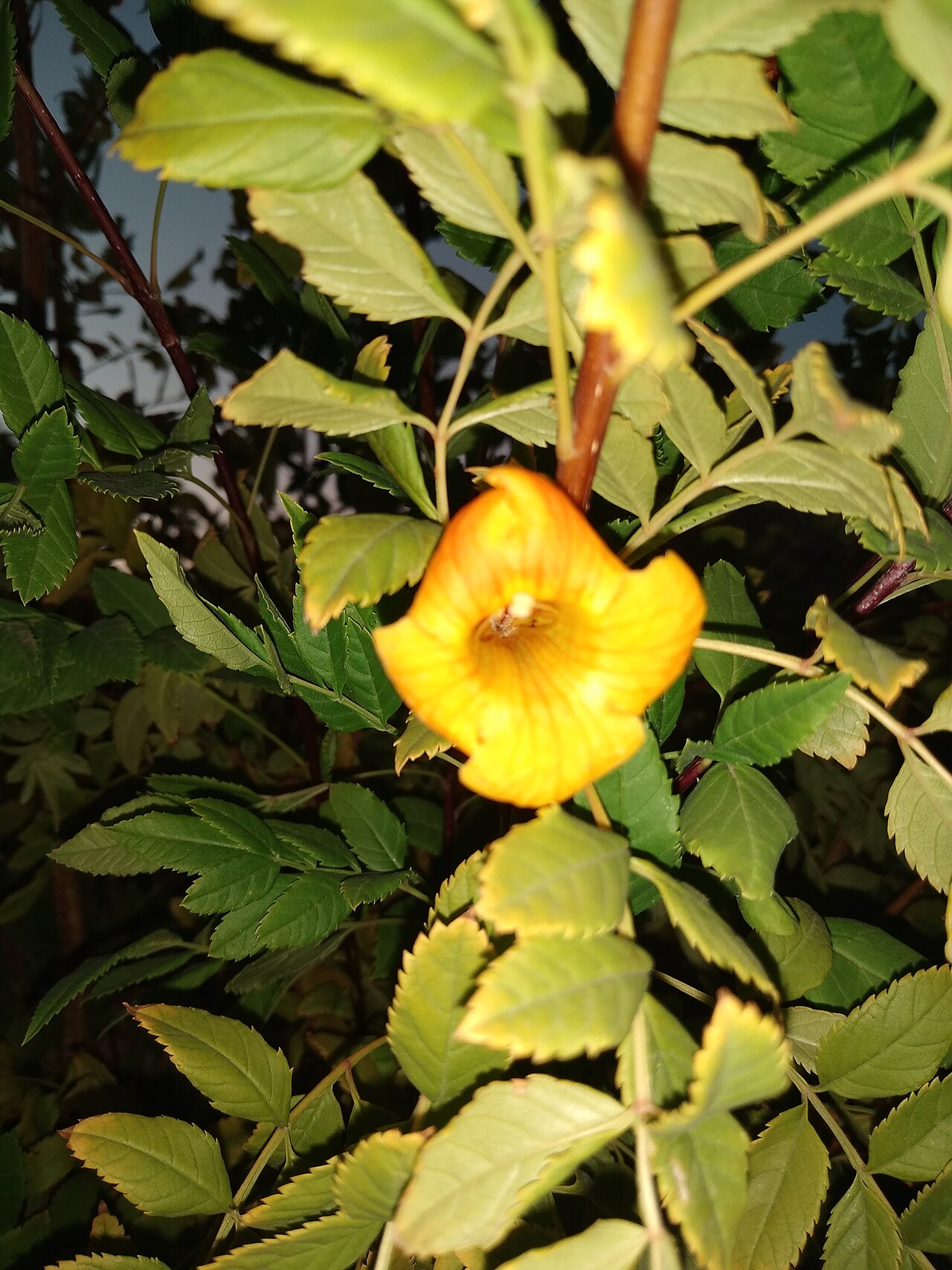 Tecomaria nyassae: Flowers and leaves of Tecoma nyassae