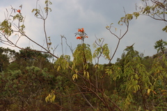 Tecomaria nyassae (Tecomaria nyassae)