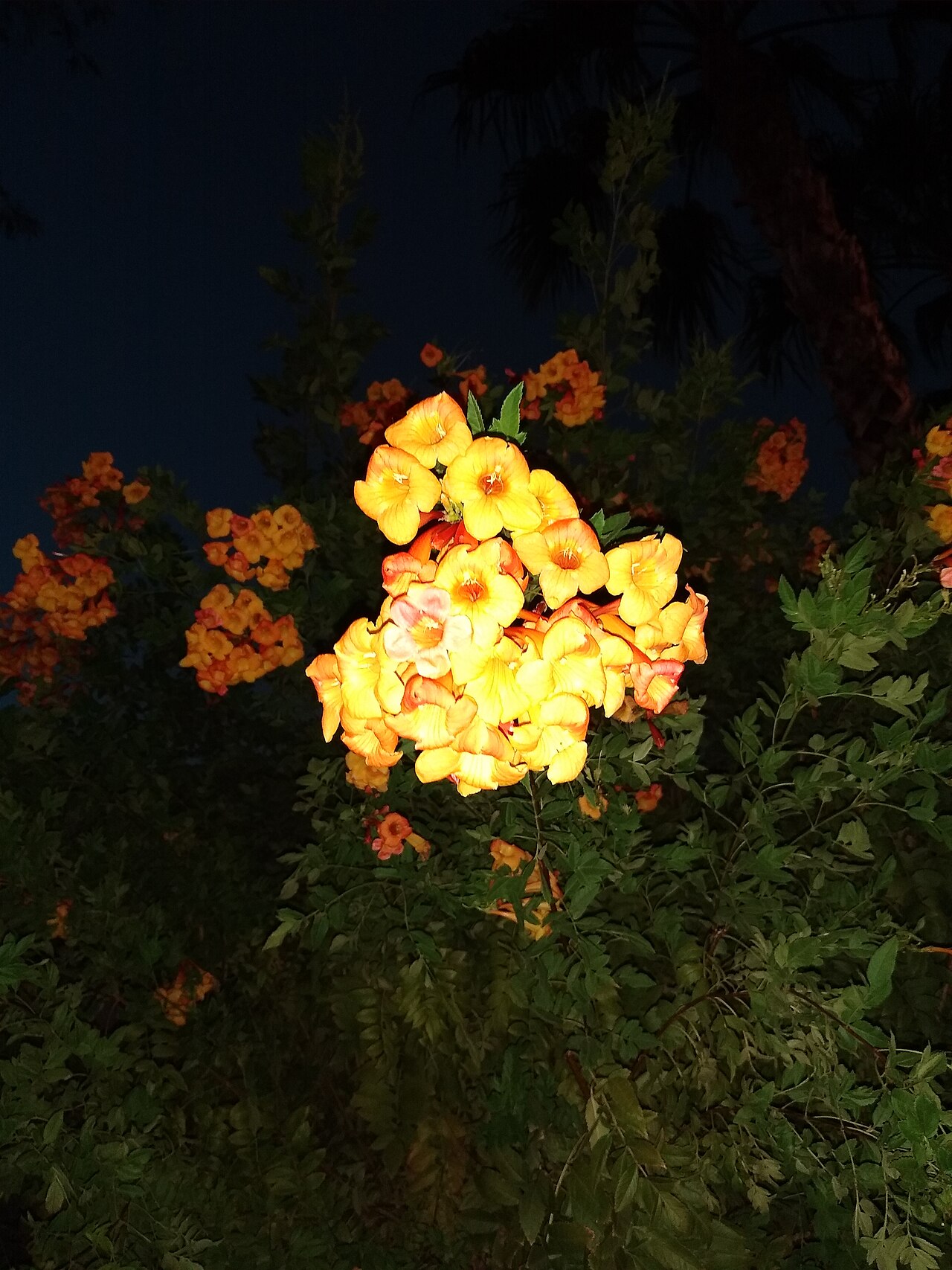 Tecomaria nyassae: Flowers and leaves of Tecoma nyassae