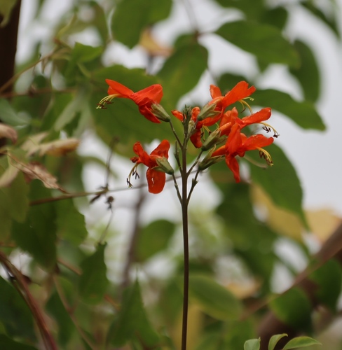 Tecomaria nyassae (Tecomaria nyassae)