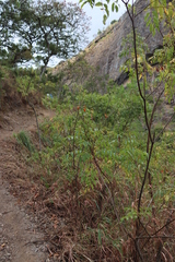 Tecomaria nyassae (Tecomaria nyassae)