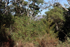 Tecomaria nyassae (Tecomaria nyassae)
