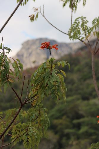 Tecomaria nyassae (Tecomaria nyassae)