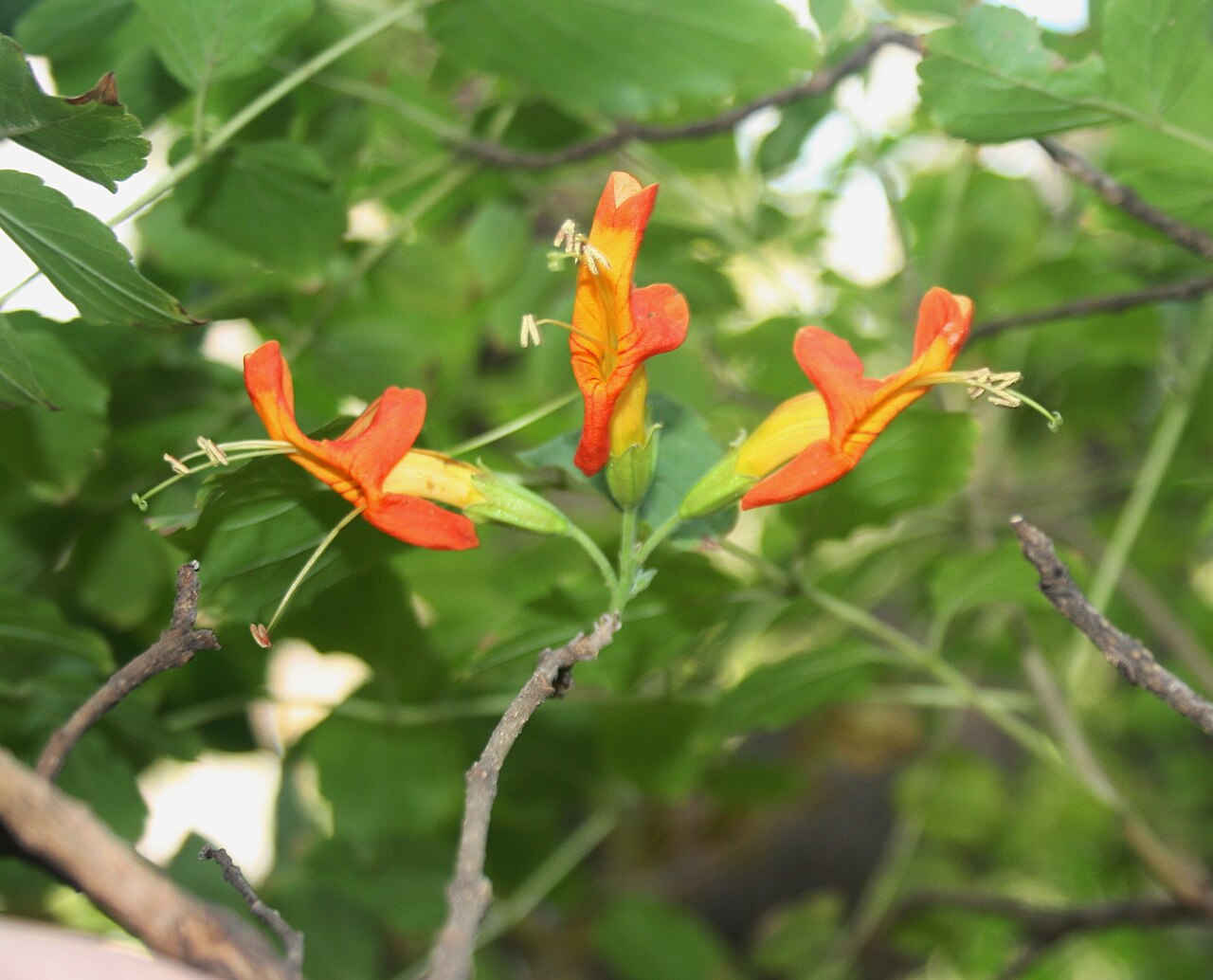Tecomaria nyassae: Inflorescence of Tecoma nyassae in Pretoria National Botanical Garden
