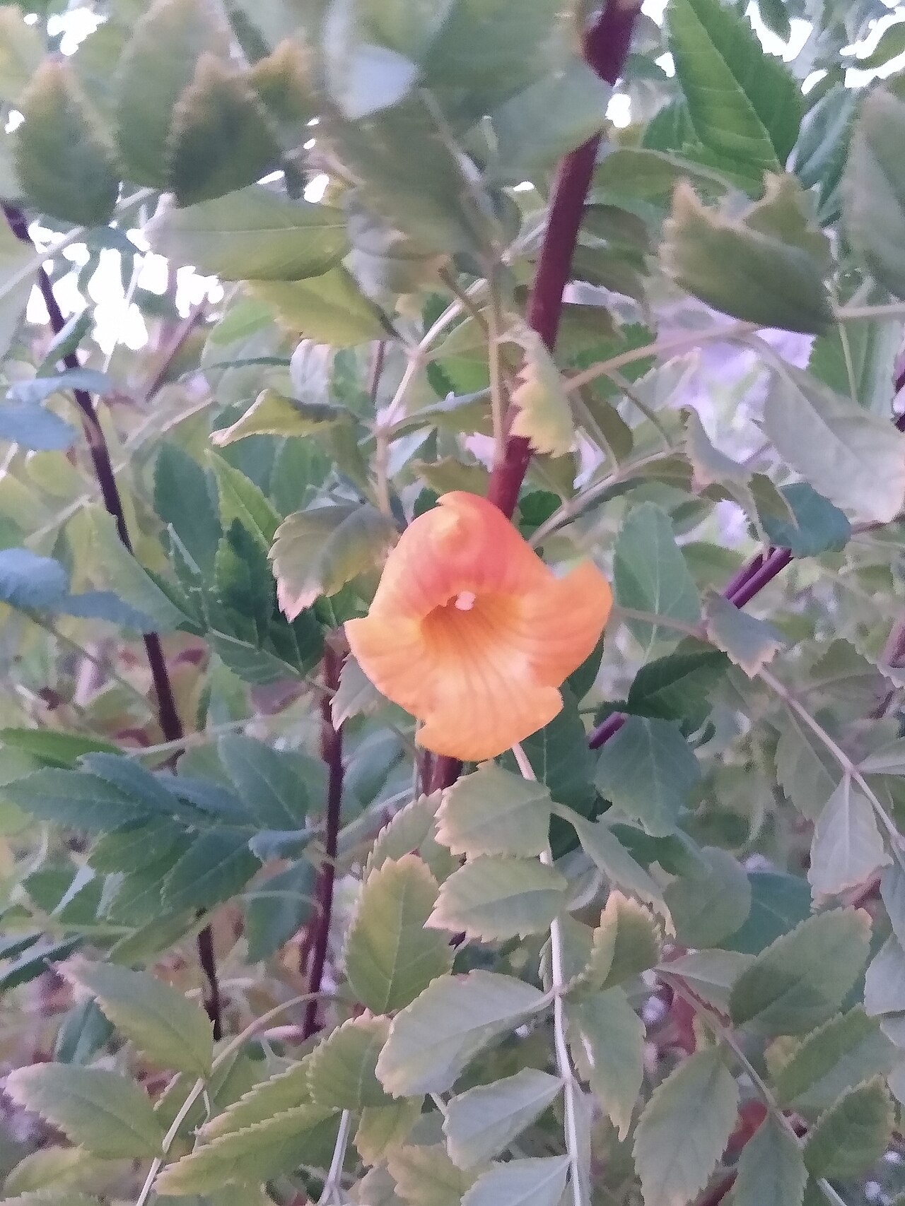 Tecomaria nyassae: Flowers and leaves of Tecoma nyassae