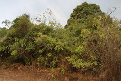 Tecomaria nyassae (Tecomaria nyassae)