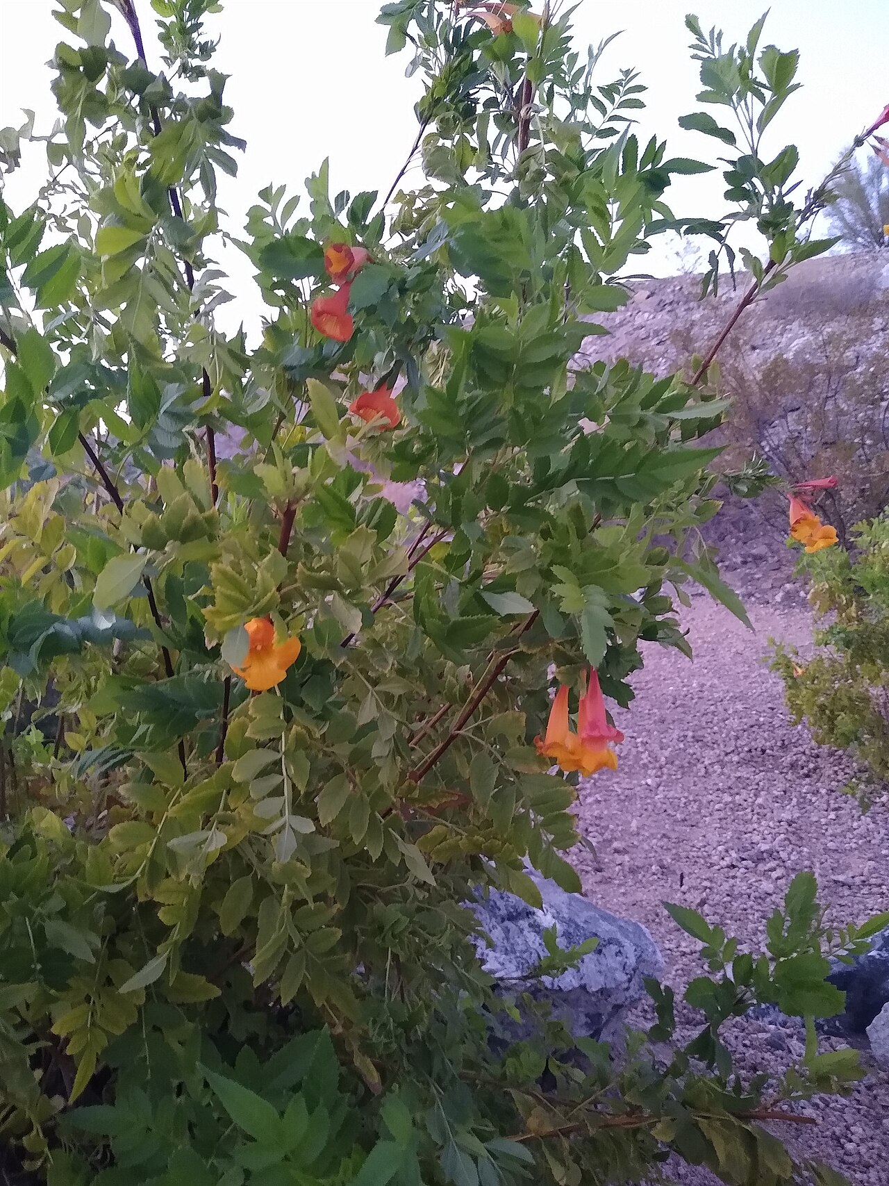 Tecomaria nyassae: Flowers and leaves of Tecoma nyassae