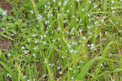 Tecophilaea violiflora (Tecophilaea violiflora)