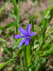 Tecophilaea violiflora (Tecophilaea violiflora)