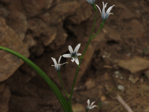 Tecophilaea violiflora (Tecophilaea violiflora)