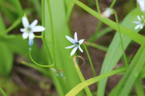 Tecophilaea violiflora (Tecophilaea violiflora)