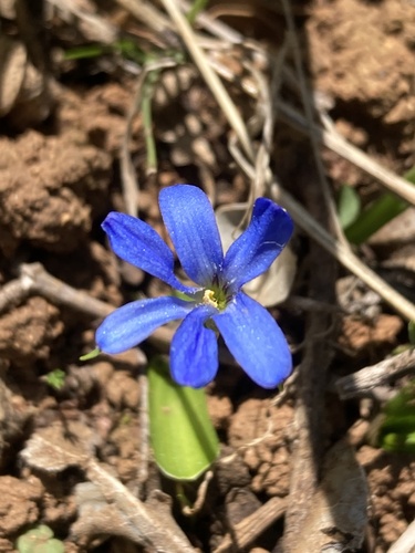 Tecophilaea violiflora (Tecophilaea violiflora)
