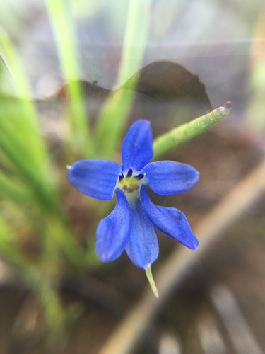 Tecophilaea violiflora (Tecophilaea violiflora)