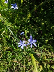 Tecophilaea violiflora (Tecophilaea violiflora)