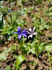 Tecophilaea violiflora (Tecophilaea violiflora)