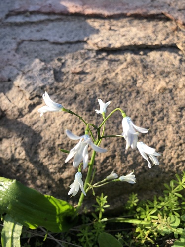 Tecophilaea violiflora (Tecophilaea violiflora)
