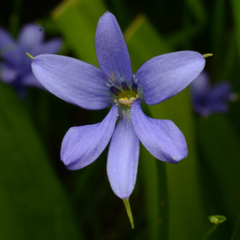 Tecophilaea violiflora (Tecophilaea violiflora)