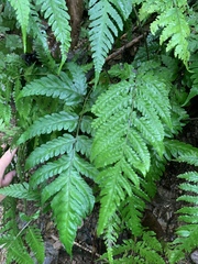 Tectaria fuscipes (Tectaria fuscipes)