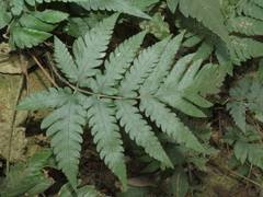 Tectaria fuscipes (Tectaria fuscipes)