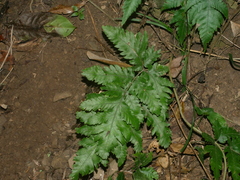 Tectaria fuscipes (Tectaria fuscipes)