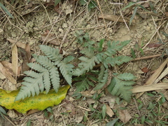 Tectaria fuscipes (Tectaria fuscipes)