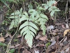 Tectaria fuscipes (Tectaria fuscipes)