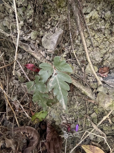 Tectaria fuscipes (Tectaria fuscipes)