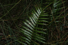 Telmatoblechnum indicum (Telmatoblechnum indicum)