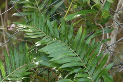 Telmatoblechnum indicum (Telmatoblechnum indicum)