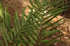 Telmatoblechnum indicum (Telmatoblechnum indicum)
