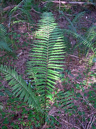 Telmatoblechnum indicum: Blechnum indicum at Monterey, NSW, Australia. Growing next to Cyclosorus interruptus, not far from Botany Bay