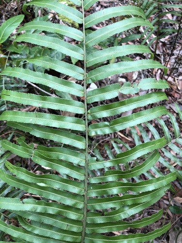 Telmatoblechnum indicum (Telmatoblechnum indicum)