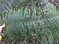 Telmatoblechnum indicum (Telmatoblechnum indicum)