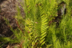 Telmatoblechnum indicum (Telmatoblechnum indicum)