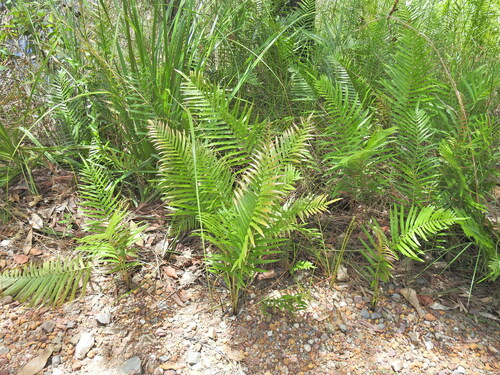 Telmatoblechnum indicum (Telmatoblechnum indicum)
