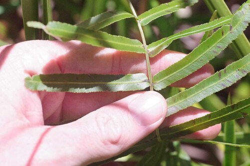 Telmatoblechnum indicum (Telmatoblechnum indicum)