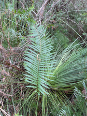 Telmatoblechnum indicum (Telmatoblechnum indicum)