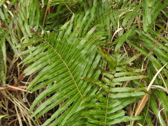 Telmatoblechnum indicum (Telmatoblechnum indicum)