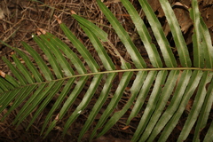 Telmatoblechnum indicum (Telmatoblechnum indicum)