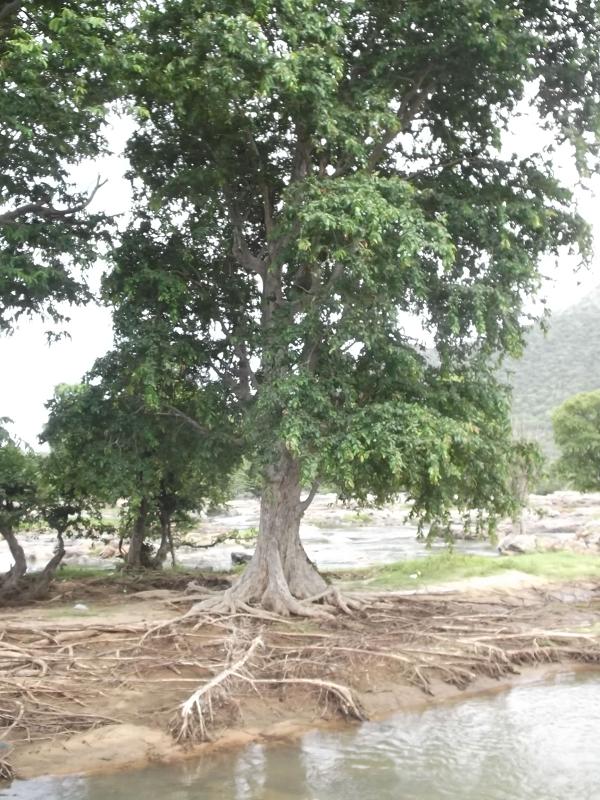Arjun tree: Terminalia arjuna tree at the Hogenakkal Falls in Dharmapuri district, Tamil Nadu, India.