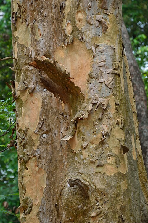 Arjun tree: Photographed at the botanical garden at Howrah, was known as ‘East India Company’s Garden’ or the ‘Company Bagan’ or ‘Calcutta Garden’ and later as the ‘Royal B