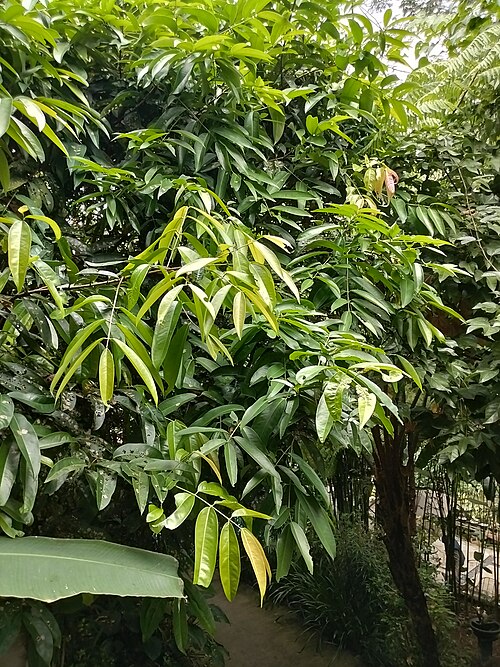 Arjun tree: Air Terjun Coban Lanang merupakan salah satu air terjun di Jawa Timur. Lokasinya ada di Kota Batu, Jawa Timur. Air terjun terletak tersembunyi di Kota Batu. Air