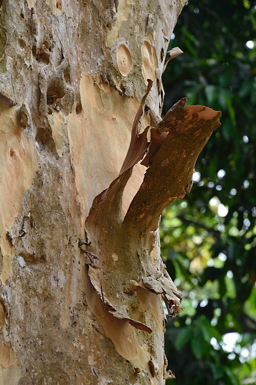 Arjun tree: Photographed at the botanical garden at Howrah, was known as ‘East India Company’s Garden’ or the ‘Company Bagan’ or ‘Calcutta Garden’ and later as the ‘Royal B
