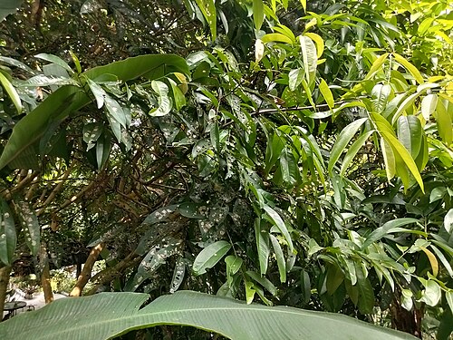 Arjun tree: Air Terjun Coban Lanang merupakan salah satu air terjun di Jawa Timur. Lokasinya ada di Kota Batu, Jawa Timur. Air terjun terletak tersembunyi di Kota Batu. Air