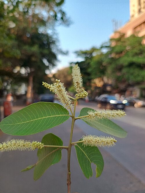 Arjun tree: Inflorescence of Terminalia arjuna