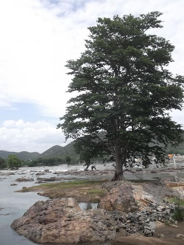 Arjun tree: Terminalia arjuna tree at the Hogenakkal Falls in Dharmapuri district, Tamil Nadu, India.