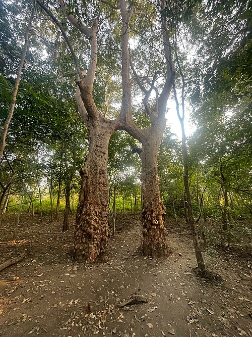 Arjun tree: Conjoined Terminalia Arjuna trees in Baripi Village, West Singhbhum, Jharkhand, India West Singhbhum, India, February 2024