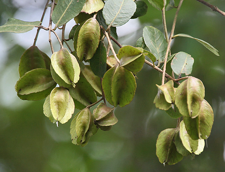 Arjun tree: Arjun Terminalia arjuna in Kolkata , West Bengal , India .