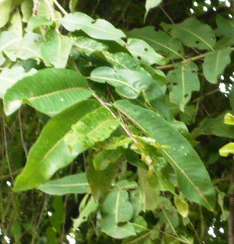 Arjun tree: अर्जुनाची पाने.